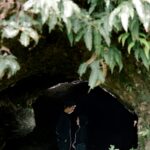 Mega & Guva Februari 2026 (12)